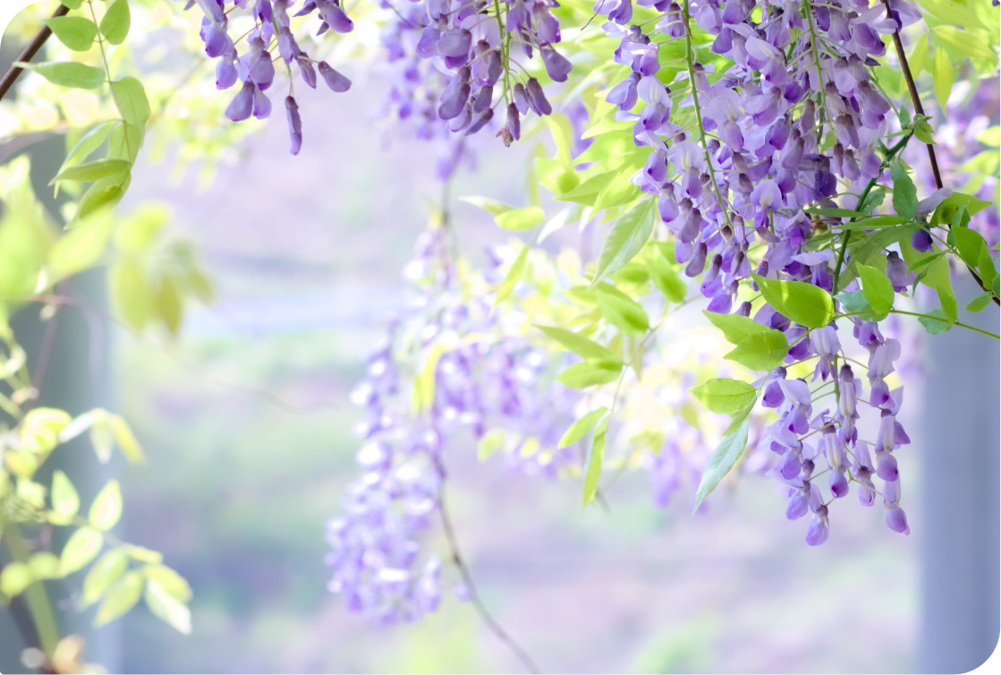 記念誌イメージ